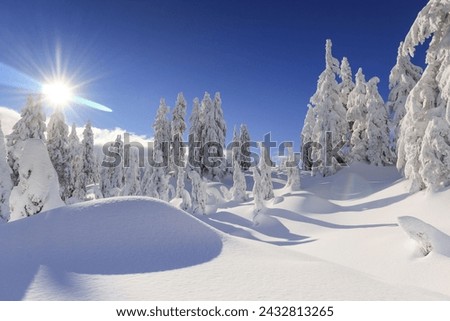 this picture show sunny weather with snow and tree are cover with snow, some landscapes cover with snow and blue sky show a gorgeous weather in November snowfall, as we know heavy snowfall in canad  
