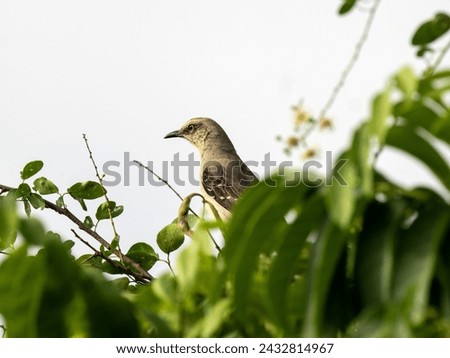 Tropical Mockingbird, Mimus gilvus, stands on a branch observing the surroundings. Colombia