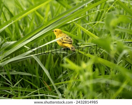 Saffron Finch, Sicalis flaveola, stands on a branch observing the surroundings. Colombia Royalty-Free Stock Photo #2432814985