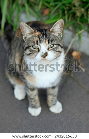 Portrait of cute street cat