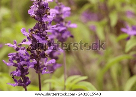 The picture features three vibrant purple flowers, creating a visually striking and colorful composition.