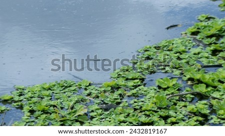 Pistia Stratiotes, or water lettuce, floats gracefully on water surfaces, providing habitat and enhancing aquatic ecosystems.