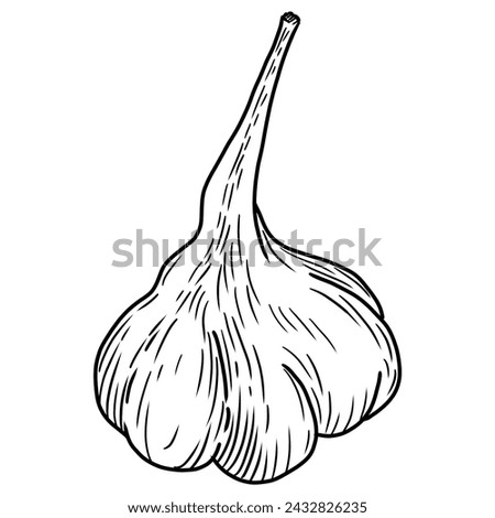 Garlic line drawing.Line illustration.Food illustration.Line drawing