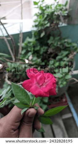 rose pictures to perfect to the my hand