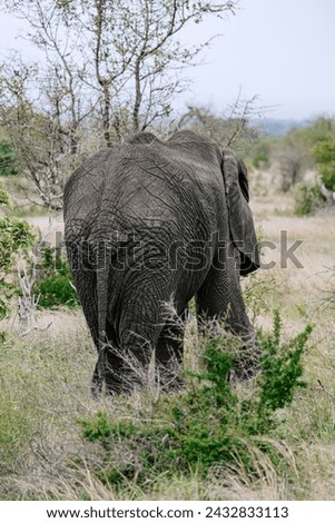 Elephant walks into the savannah, rear view. African elephant tail. Safari in savanna, South Africa, Kruger National Park. Animals natural habitat, wildlife, wild nature