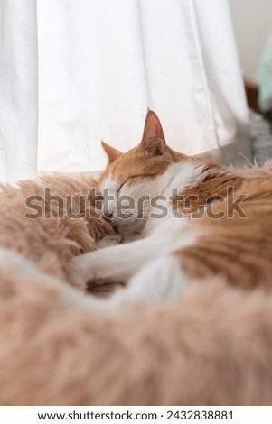 cat sleeping by the window