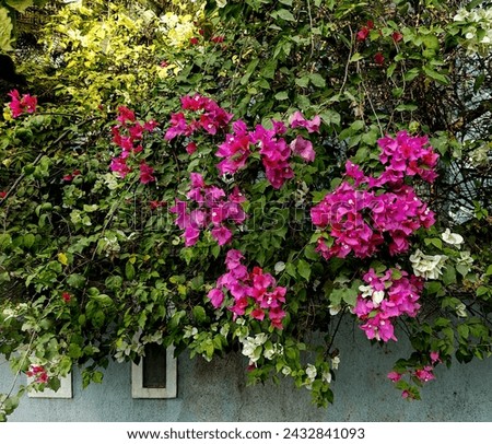 pink petaled flower vein plant, bougainville, flowers, plants.Pink cordyline beautiful ornamental leaces.High resulation photo ideal for stock photography and project purpose 