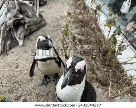 Picture of penguins in the zoo