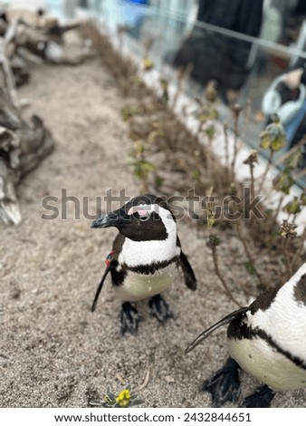 Picture of penguins at the zoo