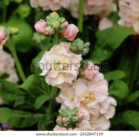 Pale Brompton stock flowers growing in a garden. Matthiola incana