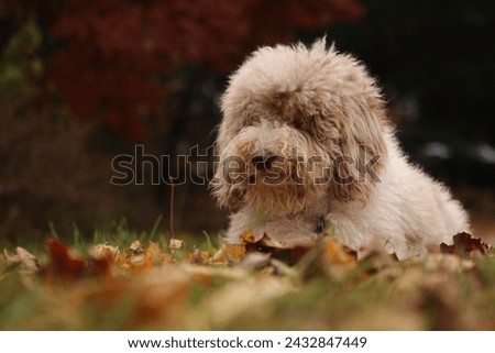 Aussiedoodle fall pictures out in nature