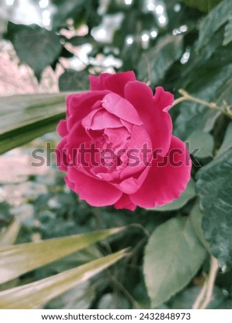 Experience the timeless allure of a single red rose in this captivating Shutterstock image. Each petal exudes passion and romance, making it the perfect symbol of love and affection. Whether you're de