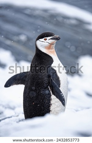 Close up of a Chinstrap penguin (Pygoscelis antarcticus) walking wildlife on snow and ice at Horseshoe Island, Antarctica