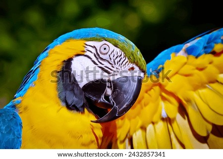 parrot, parrots, isolated beautiful photo  Royalty-Free Stock Photo #2432857341