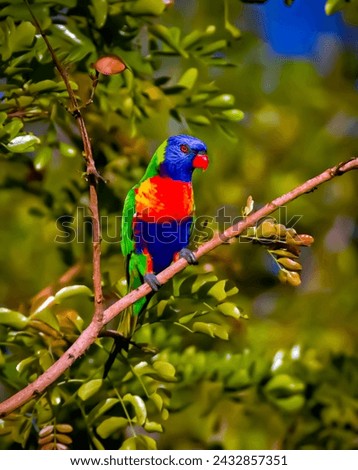 parrot, parrots, isolated beautiful photo 
