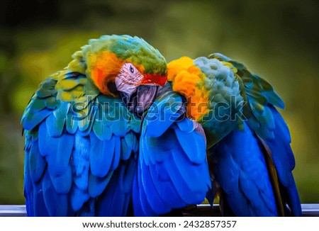 parrot, parrots, isolated beautiful photo  Royalty-Free Stock Photo #2432857357