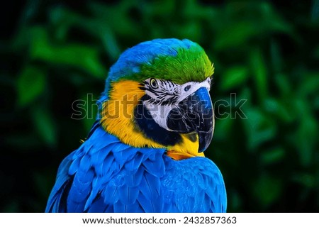 parrot, parrots, isolated beautiful photo  Royalty-Free Stock Photo #2432857363