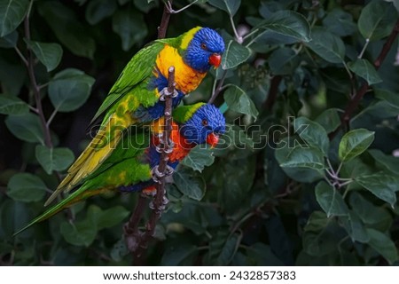 parrot, parrots, isolated beautiful photo 