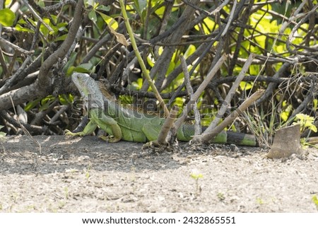 Green Chameleon, Green Lizard with slender tail hiding in the bushes and mix with the natural environment Royalty-Free Stock Photo #2432865551