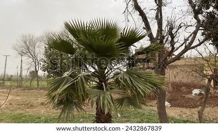 Mini green palm tree picture 