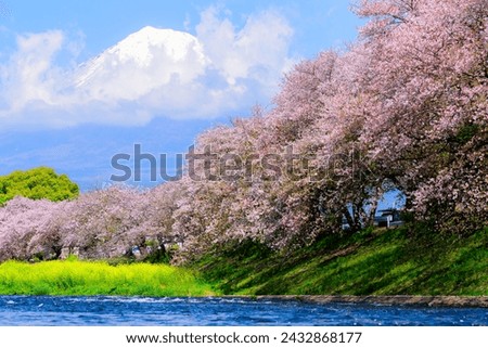 Cherry blossom sakura trees at Urui river with Fuji mountain background in Fujinomiya city Shizuoka prefecture Japan. Royalty-Free Stock Photo #2432868177