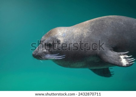 Harbor Seal diving underwater (Phoca vitulina) or Common Seal Royalty-Free Stock Photo #2432870711