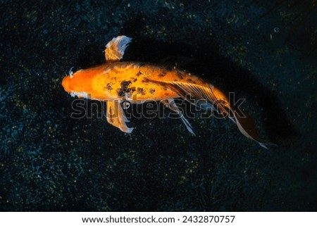Orange and Black Koi Fish Cyprinus carpio)