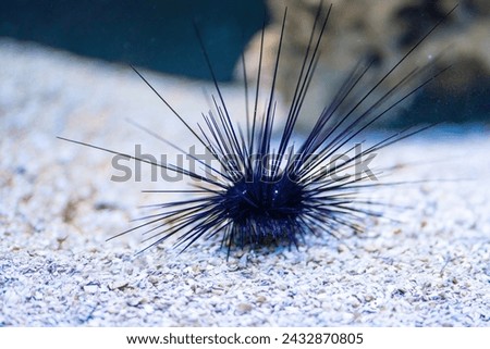 Porcupine Sea Urchin (Diadema setosum)
