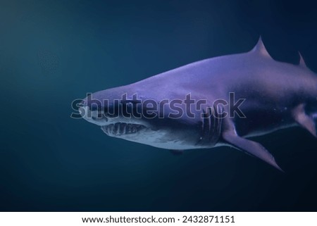 Sand Tiger Shark (Carcharias taurus) Royalty-Free Stock Photo #2432871151