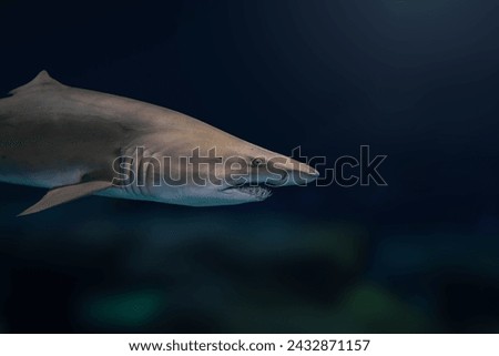 Sand Tiger Shark (Carcharias taurus) Royalty-Free Stock Photo #2432871157