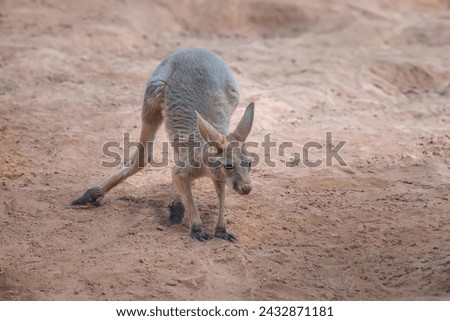 Baby Red Kangaroo (Osphranter rufus) - Australian Marsupial