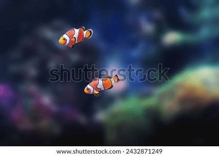 Ocellaris Clownfish (Amphiprion ocellaris) - Marine Fish Royalty-Free Stock Photo #2432871249