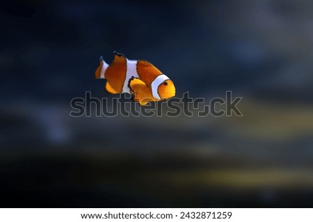 Ocellaris Clownfish (Amphiprion ocellaris) - Marine Fish Royalty-Free Stock Photo #2432871259