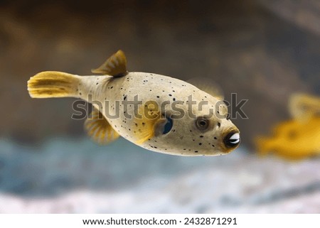 Blackspotted Puffer fish (Arothron nigropunctatus) or Dog-faced Puffer Royalty-Free Stock Photo #2432871291