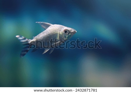 Kissing Prochilodus (Semaprochilodus insignis) - Freshwater Fish Royalty-Free Stock Photo #2432871781