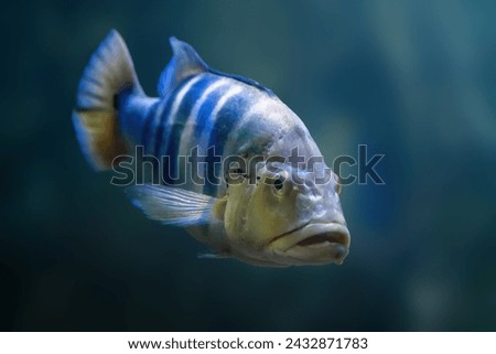 Blue Peacock Bass (Cichla piquiti) - Freshwater Fish Royalty-Free Stock Photo #2432871783