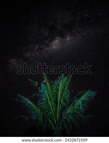 Palm pics capture tropical beauty, showcasing elegance and serenity in vivid detail, inviting viewers into a tranquil world of swaying fronds and sun-drenched shores.