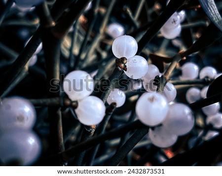 A mistletoe white berry winter 