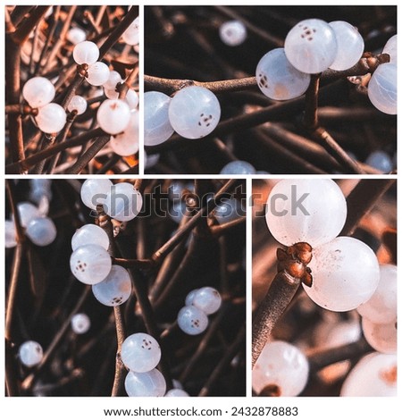 A collage art of mistletoe berry