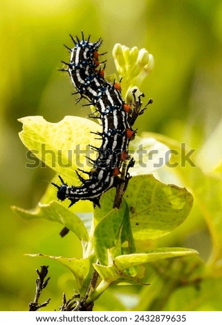 Spiny caterpillar. Leaf-eating colored caterpillars. If this caterpillar comes into contact with the skin it will itch.                              