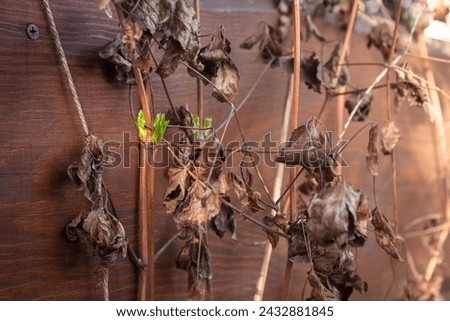 Unpruned clematis viticella - mass of tangled stems with green buds in the spring, forsted after winter and dried out Royalty-Free Stock Photo #2432881845