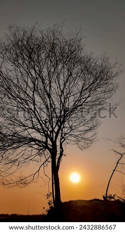 Sunset picture with winter tree