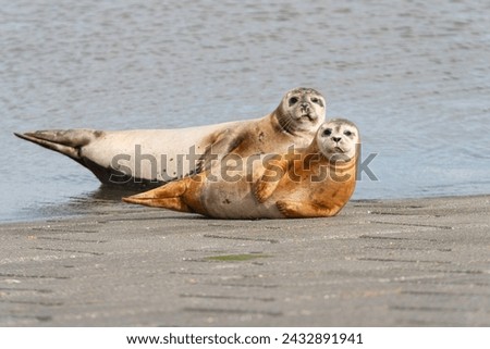 Seals. Picture made in Nieuwpoort, with respect of a good distance for not disturbing them.