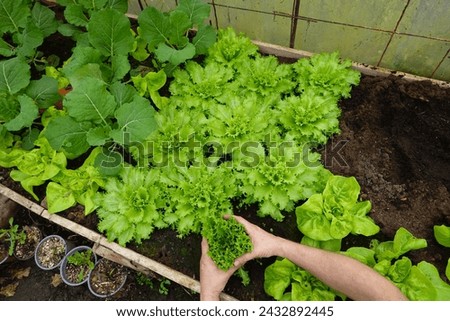gardener closing endive for blanching. escarole cultivation Royalty-Free Stock Photo #2432892445
