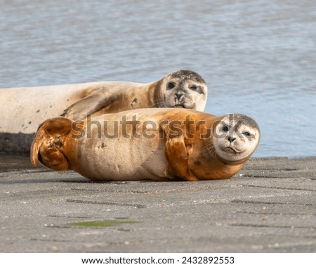 Seals. Picture made in Nieuwpoort, with respect of a good distance for not disturbing them.