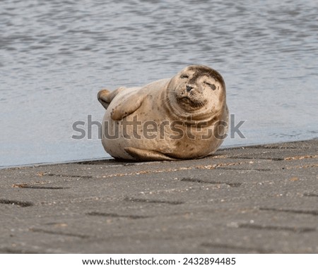 Seal. Picture made in Nieuwpoort, with respect of a good distance for not disturbing him.