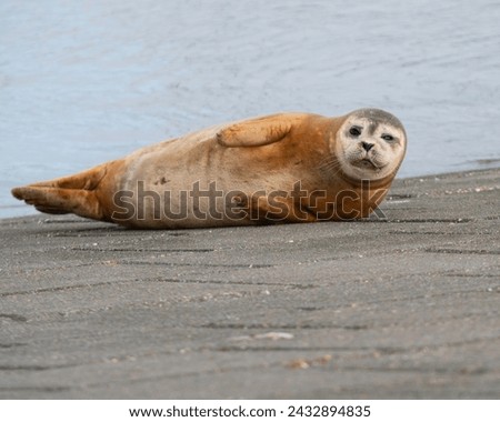 Seal. Picture made in Nieuwpoort, with respect of a good distance for not disturbing him.