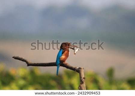 White breasted kingfisher with a catch Royalty-Free Stock Photo #2432909453