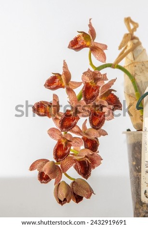 Beautiful orchid flower. Catasetum tupa variety. Branch peduncle with buds. A rare species of spotted orchid. Brown red flowering plant. Floriculture at home Bud multicolor on white background closeup Royalty-Free Stock Photo #2432919691