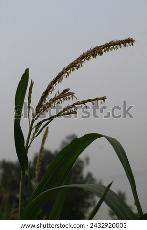 This is a corn tree . this picture is dark . Its corn flower with some dark green leaf .